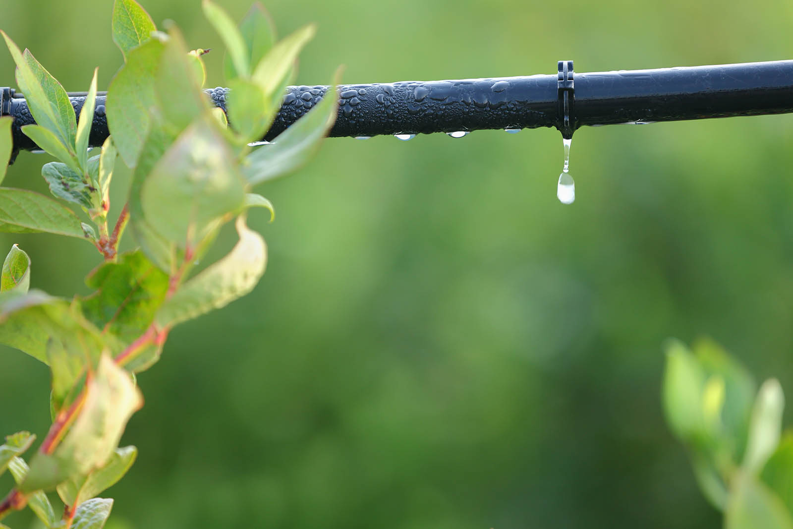 Optimize irrigation